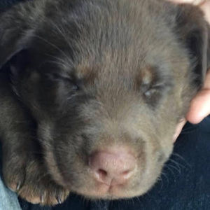 Meet your Posher, Nisha